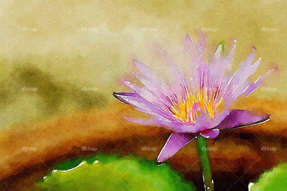 Lotus flower on a pond, watercolor painting style.
