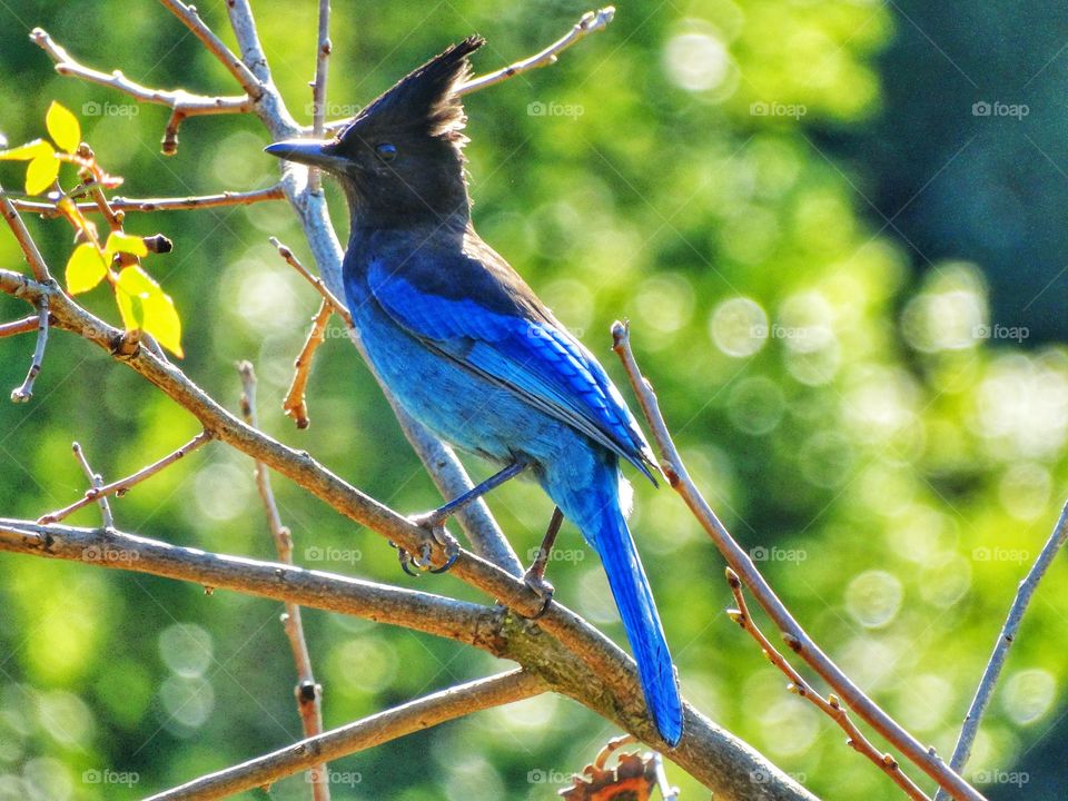 Wild Blue Bird At Sunset. Photo Of Steller's Jay Taken In The Golden Hour
