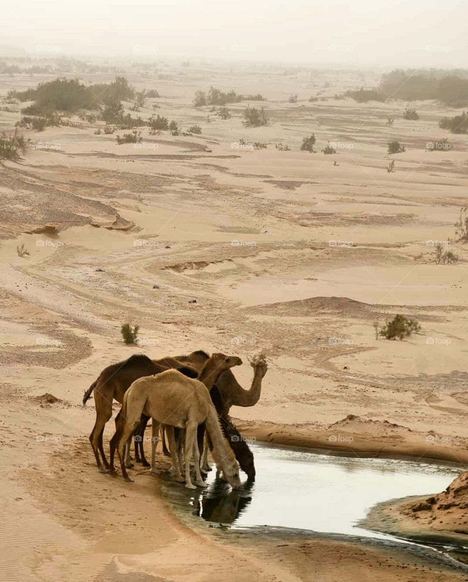 Algerian desert