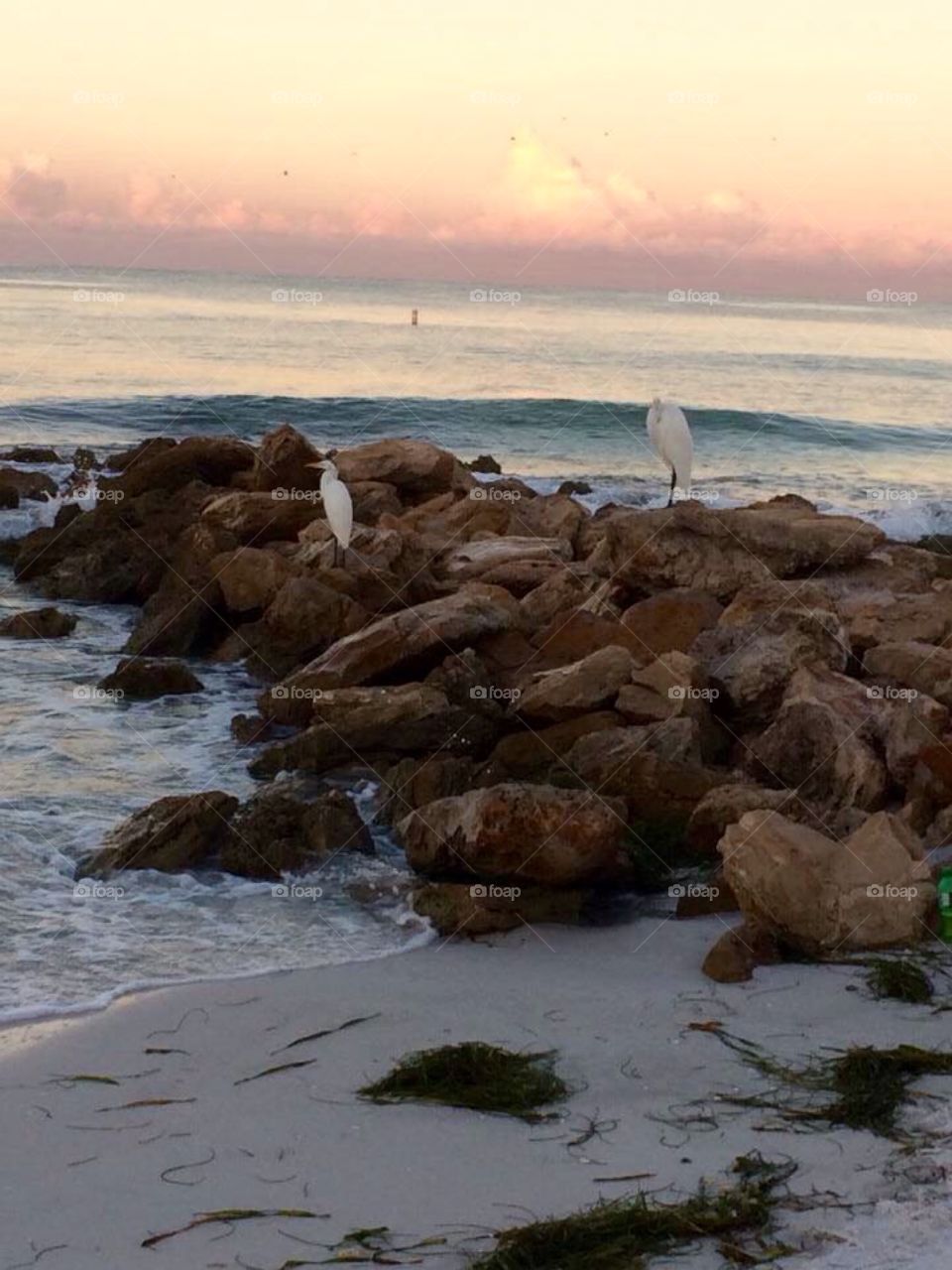 Birds on the rocks