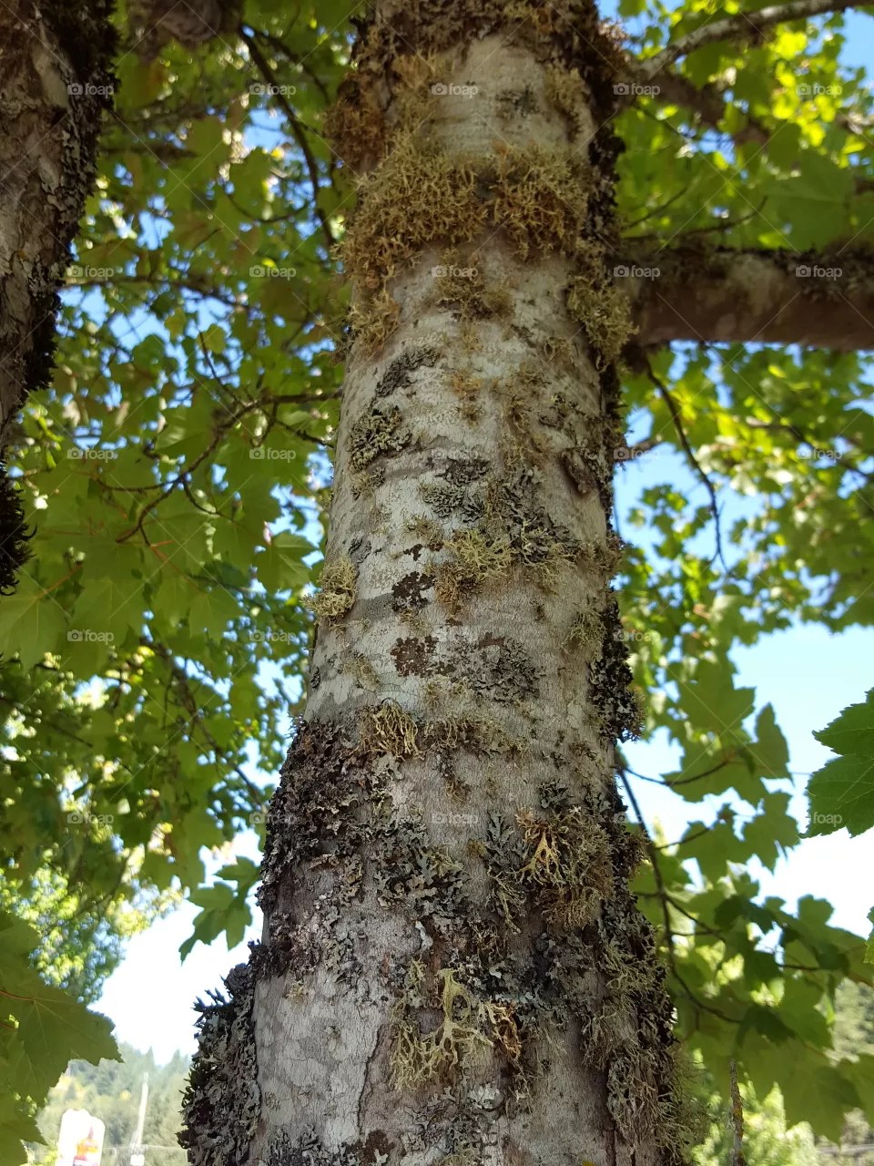 tree