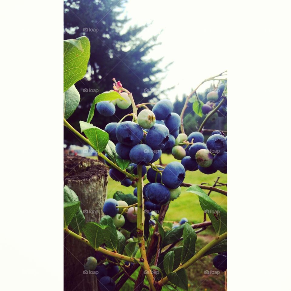 Blueberries in Boring. No matter how poor we were growing up, we always got to go pick berries. This is from an organic farm in Boring, Oregon.