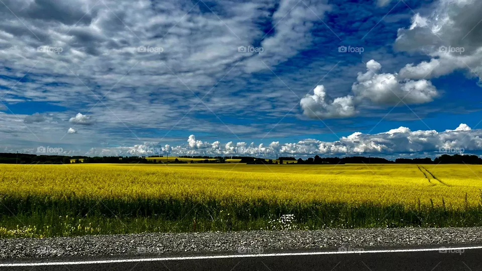 Farm fields