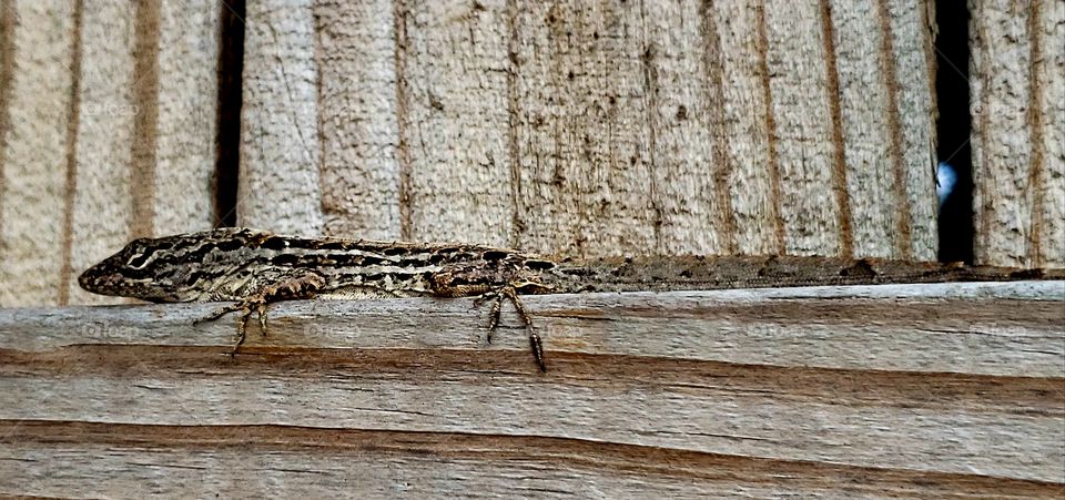 Florida's brown spotted anole. lizards of Florida.
