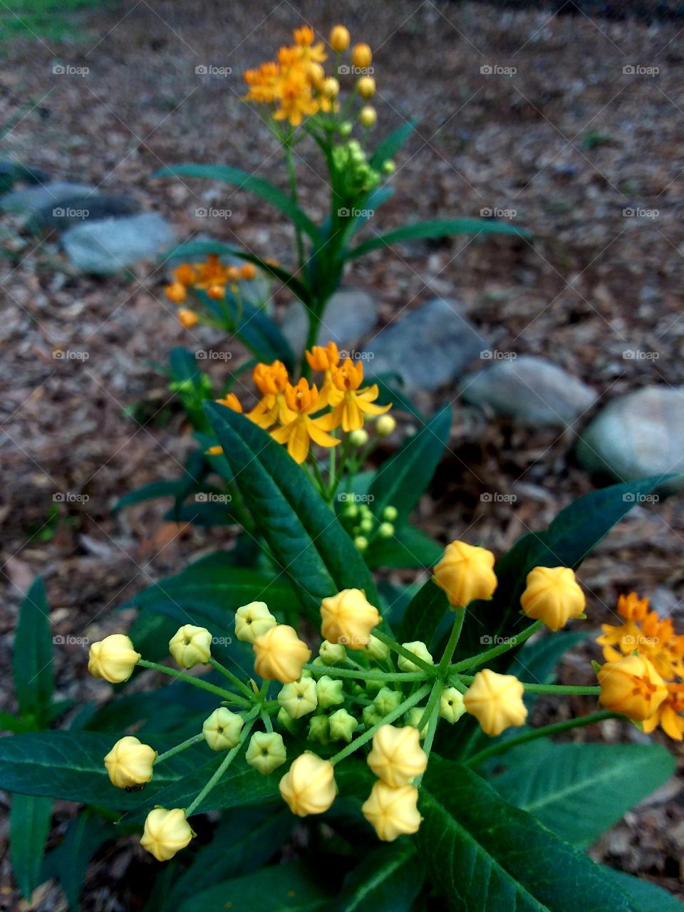 new yellow flowers in the garden
