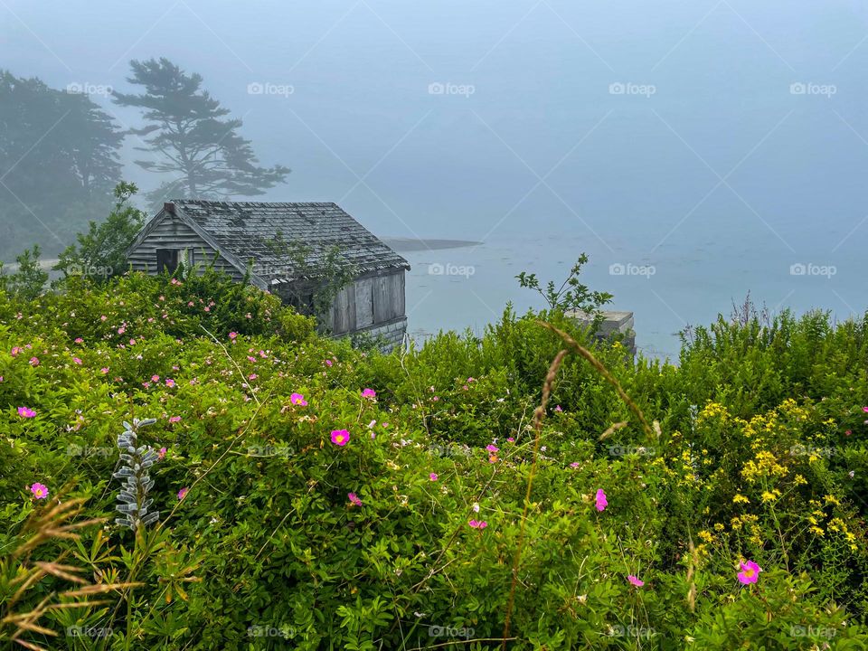 “Fish Shack in Fog.”  The smell of rock roses and salt air fills the air as fog closes in on a derelict shack.