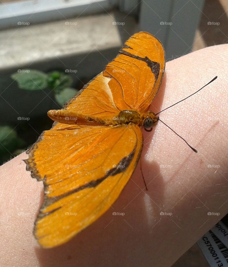 Orange flutter