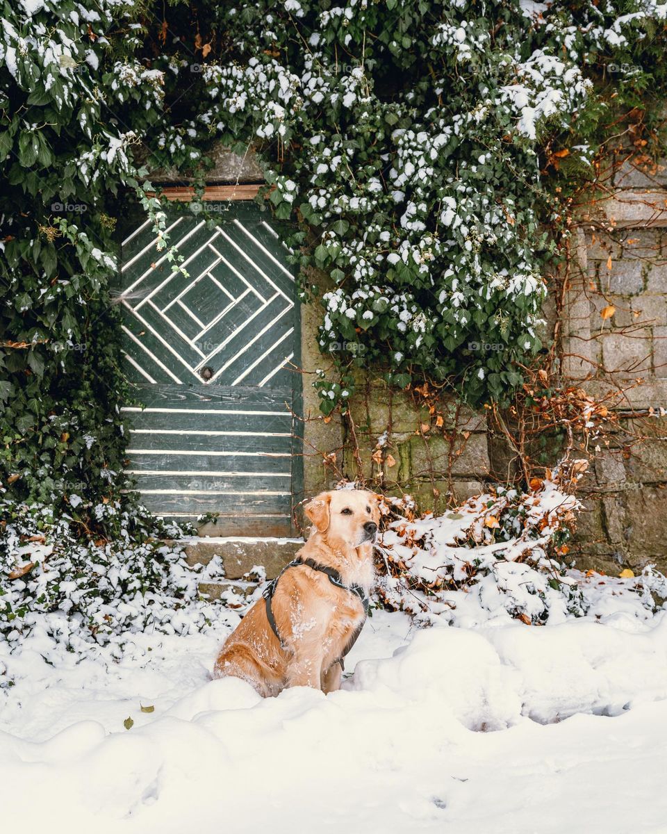 Proud Golden retriever  