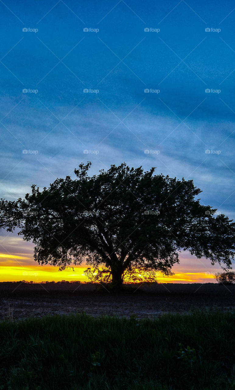 Tree at Dusk