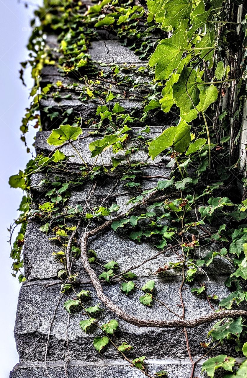 vertical vines