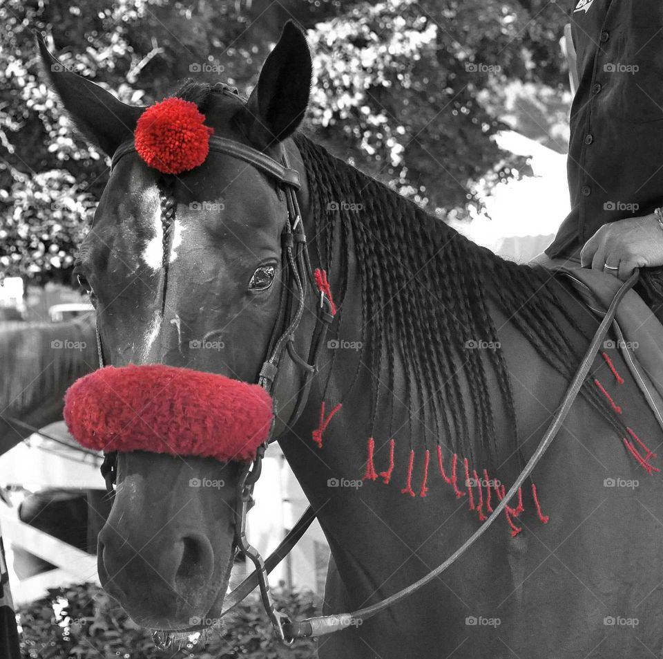 Summer at Saratoga

by zazzle.com/fleetphoto