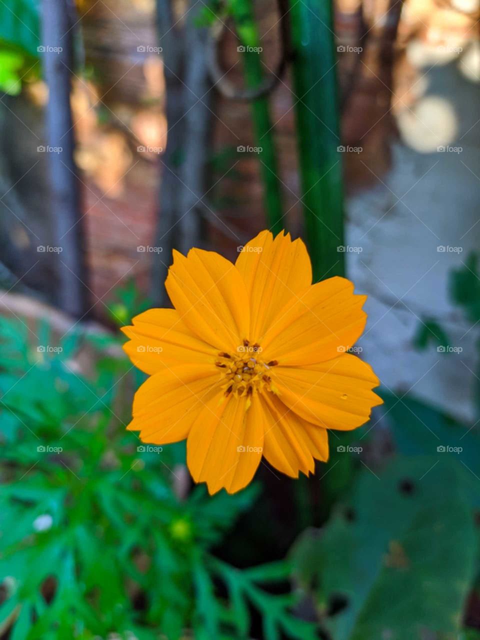 Cosmos amarelo