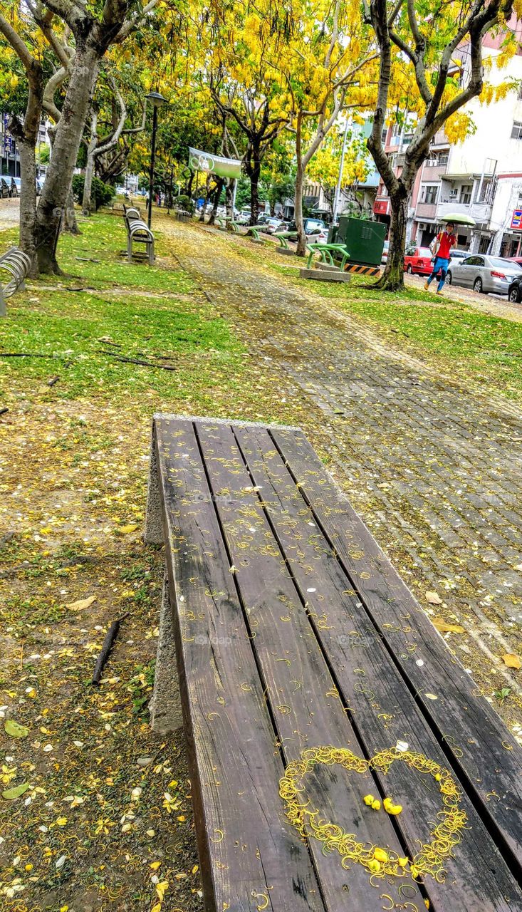 your local treasures: a section of Taichung Park Greenway, bright yellow flowers of Golden shower tree in summer.