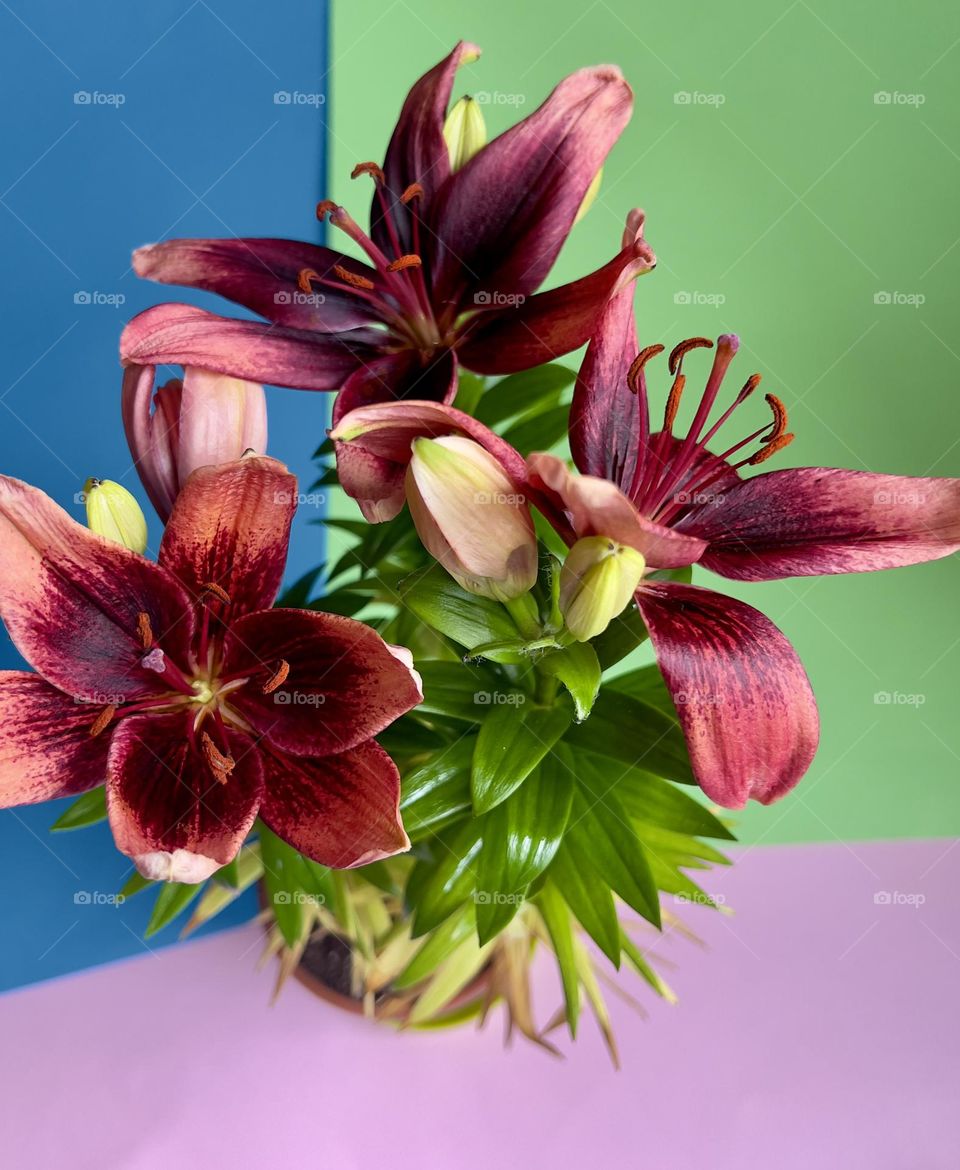Beautiful red lily flowers 