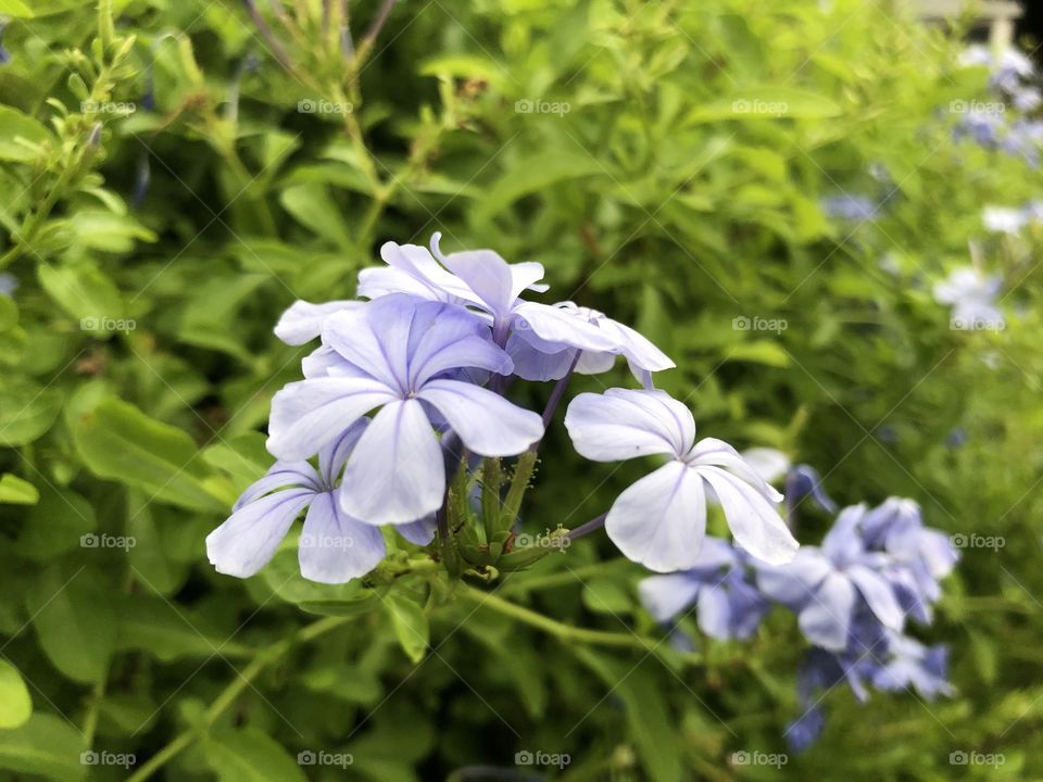 Wild Blue Phlox Flowers