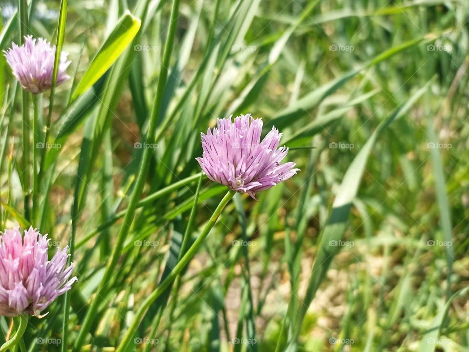 Chives, scientific name Allium schoenoprasum