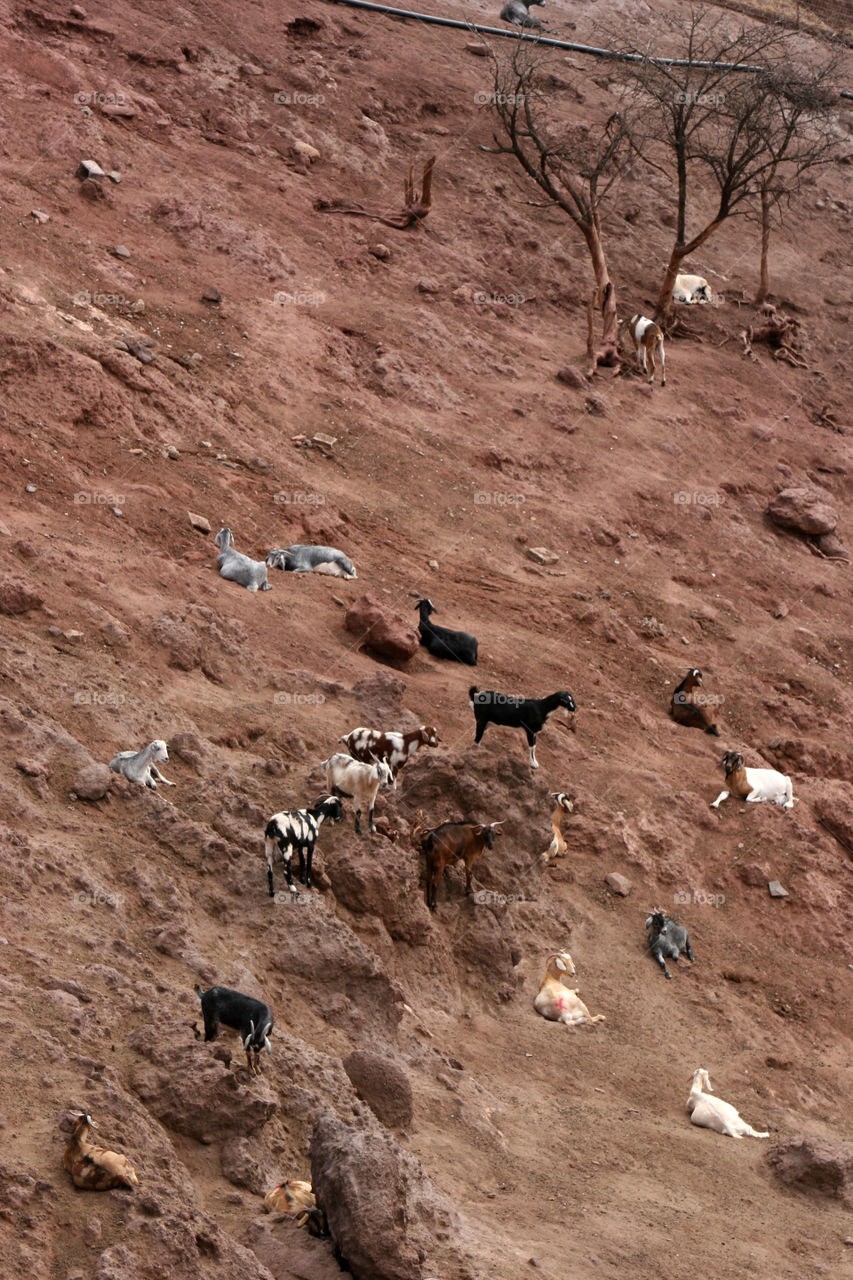 No Person, Outdoors, Nature, Mammal, Desert