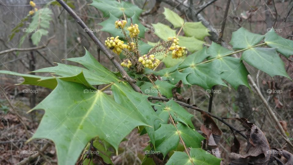 Leaf, Nature, Flora, Tree, Outdoors