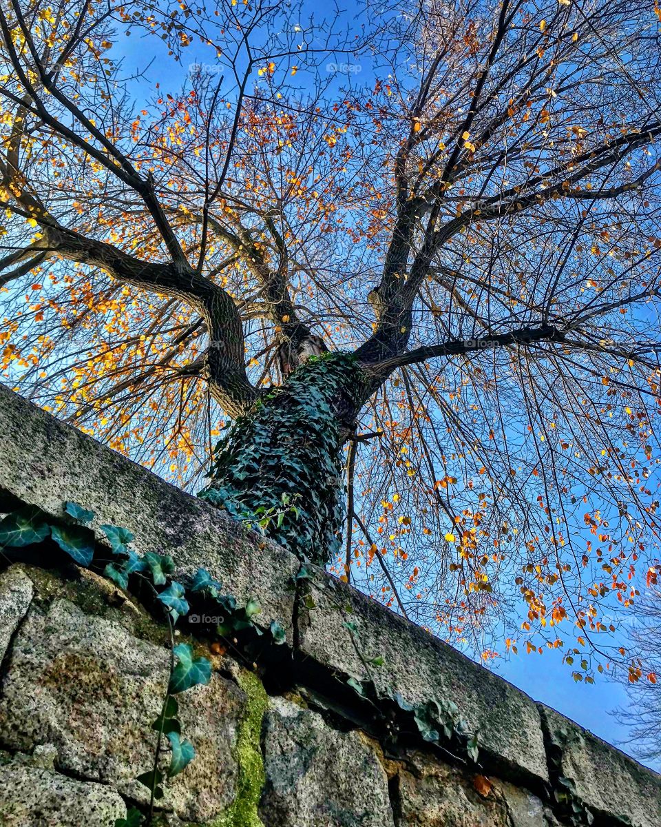 We are all like trees, somehow connected in underground-way but always alone.