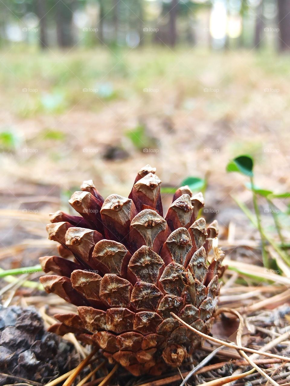 pine cone