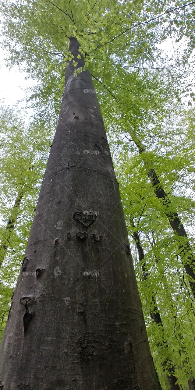 baum tree wald forest love liebe grün Frühling spring herz Hearts natur eingeritzt ritzen schnitzen ewig