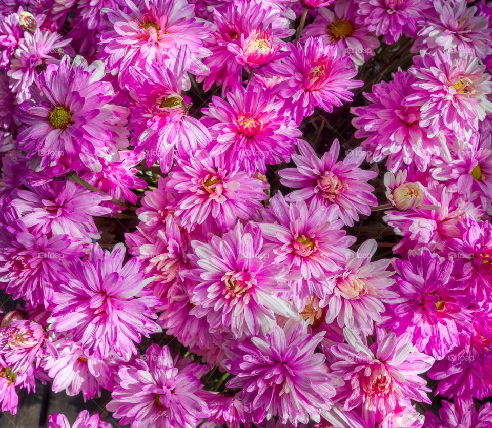 Pink flower texture