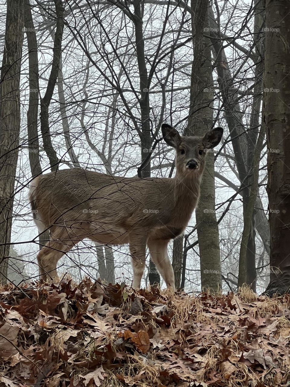 Young deer