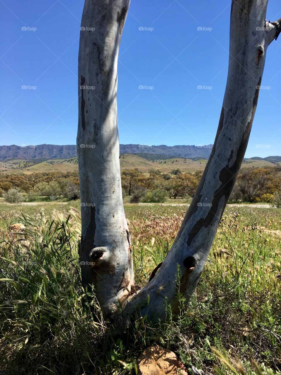 View of the Flinders mountain ranges through two gum trees near Flinders national park in the Australian outback 