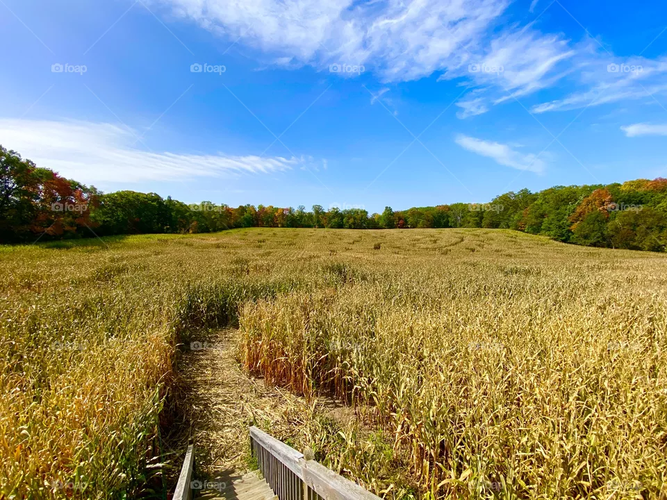 Maze 