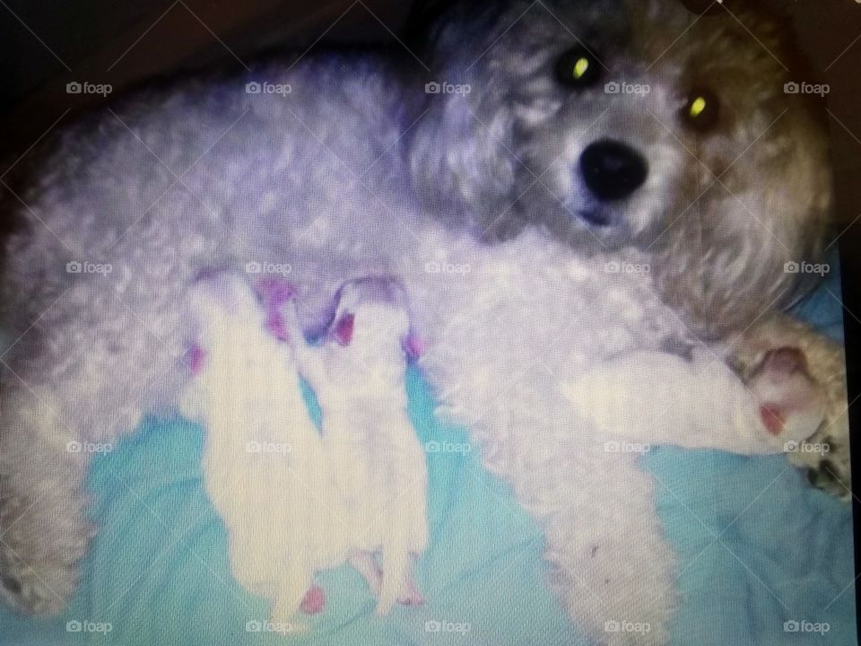 Nani y sus cachorros