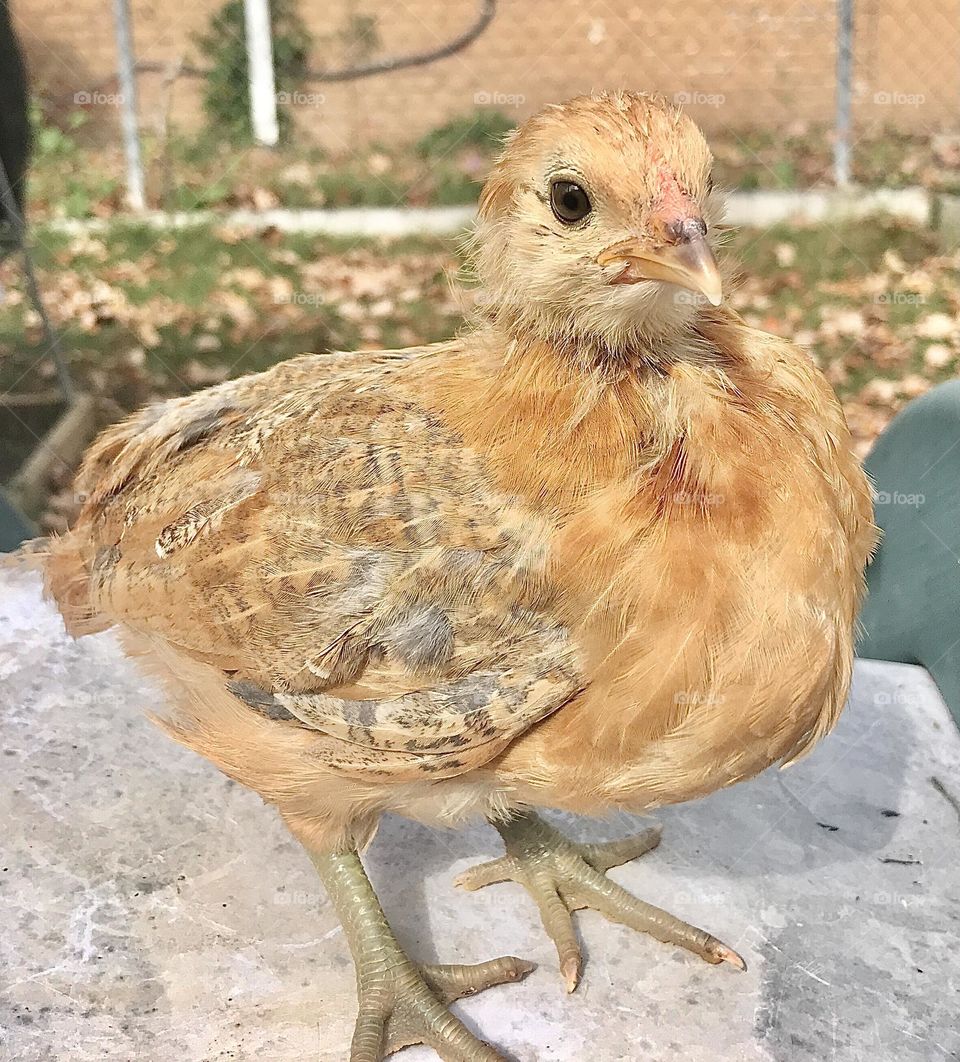 Cute Easter Egger chick