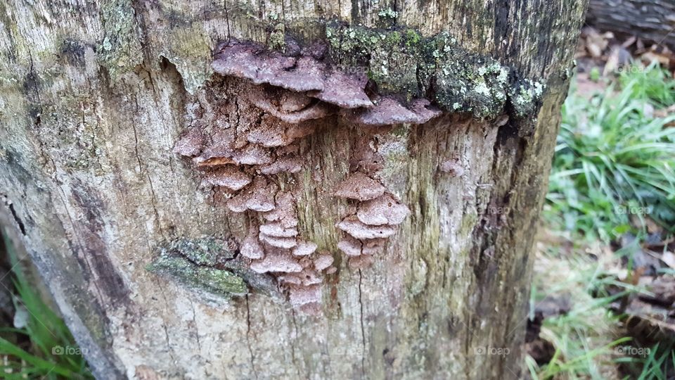 tree fungus