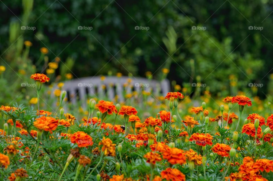 Marigolds in the garden