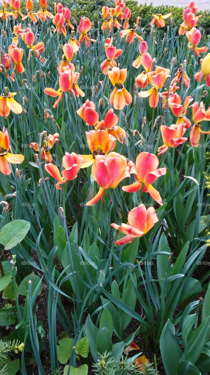 spring. lovely. flowers. nature. beauty. love. summer. happy. tulips. red. orange. yellow.