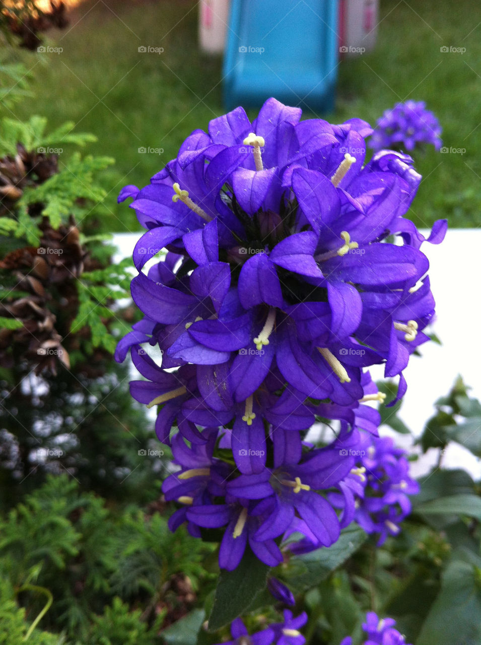 flowers garden blue by hmsaibhlin