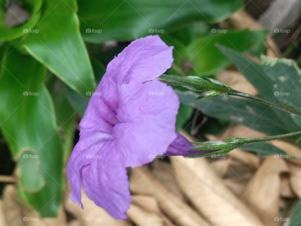ruellia simplex