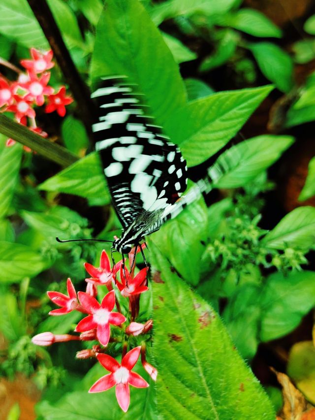 butterfly