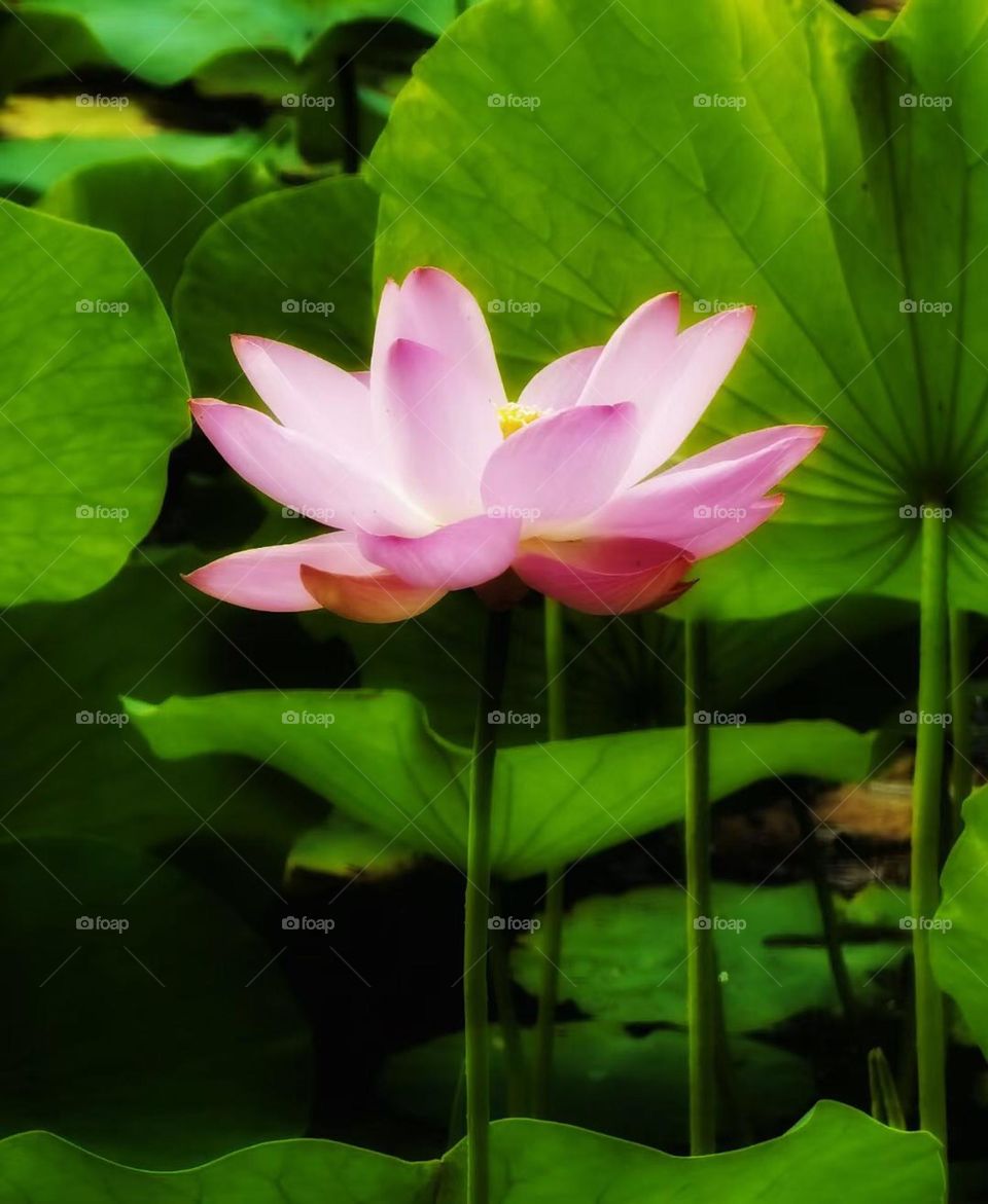 Flower lotus spring 