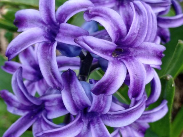 Flowers blue-purple - Oriental hyacinth.