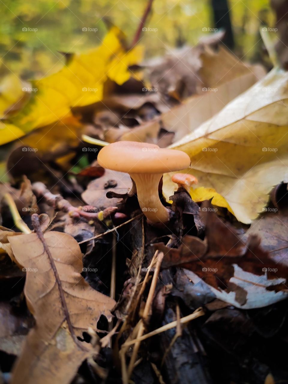 Tiny orange mushroom Paralepista flaccida among colorful yellow fallen leaves growths on the ground in autumn forest, autumn vibe