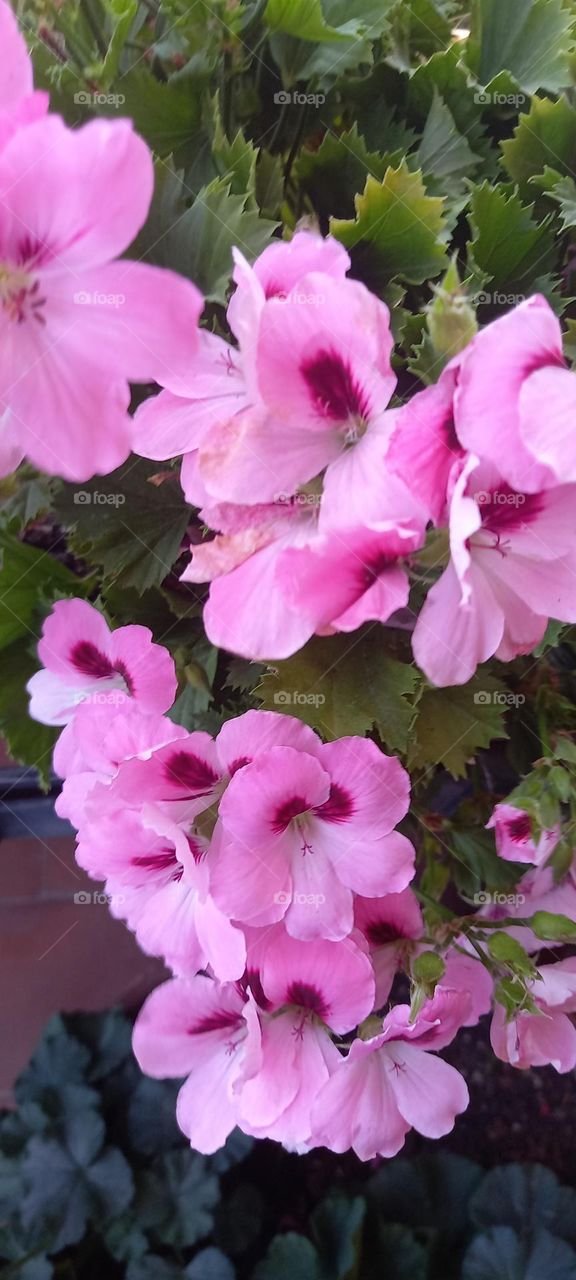 pink geranium