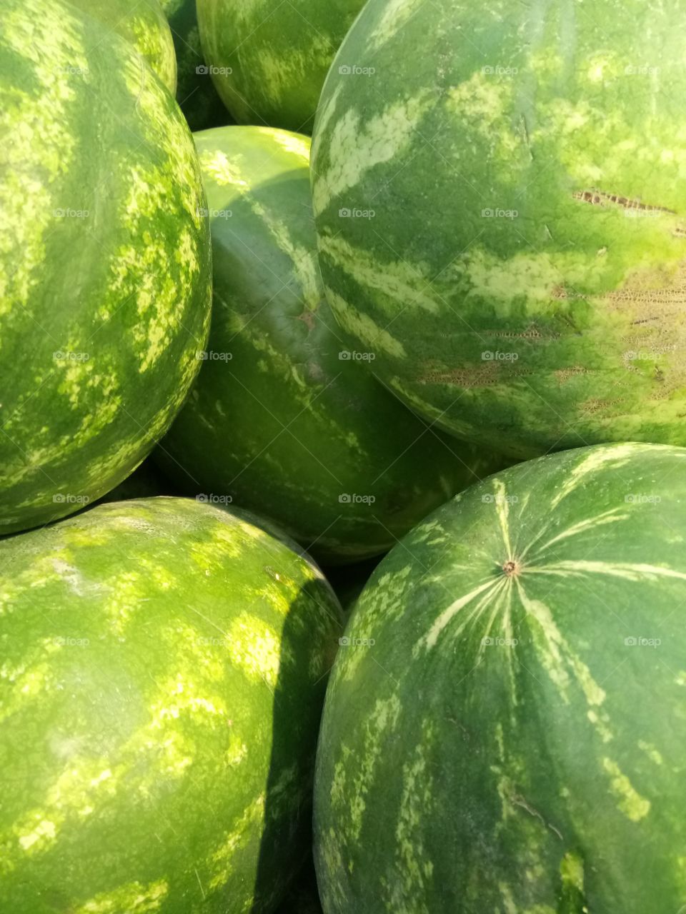 Fresh watermelons