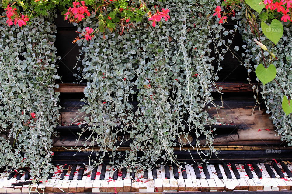 Piano flowers.