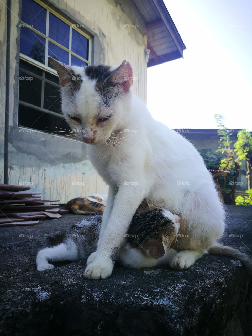 cat feeding baby kitty