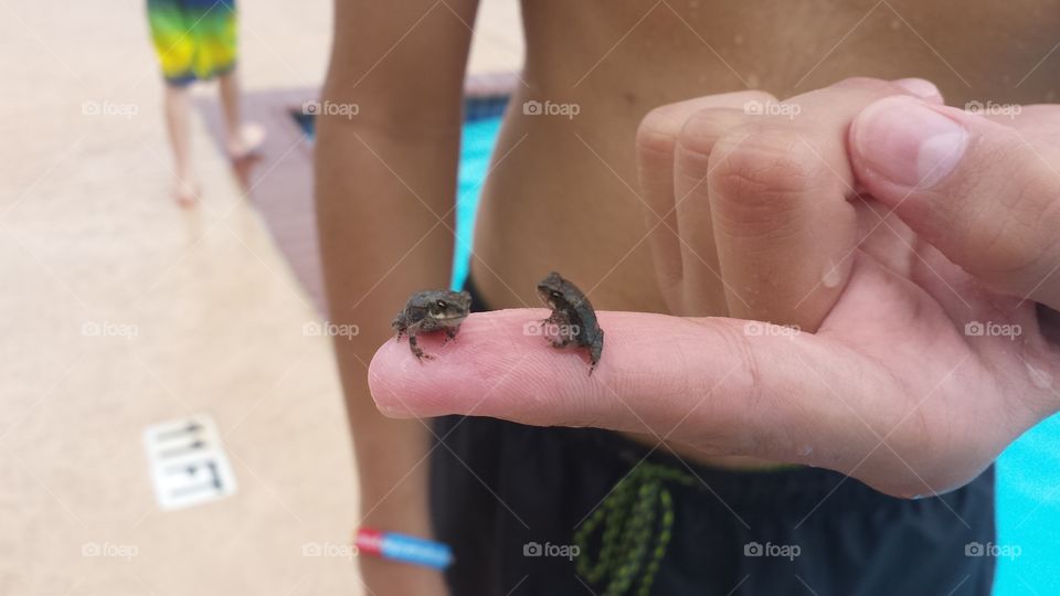 tiny frogs at the pool