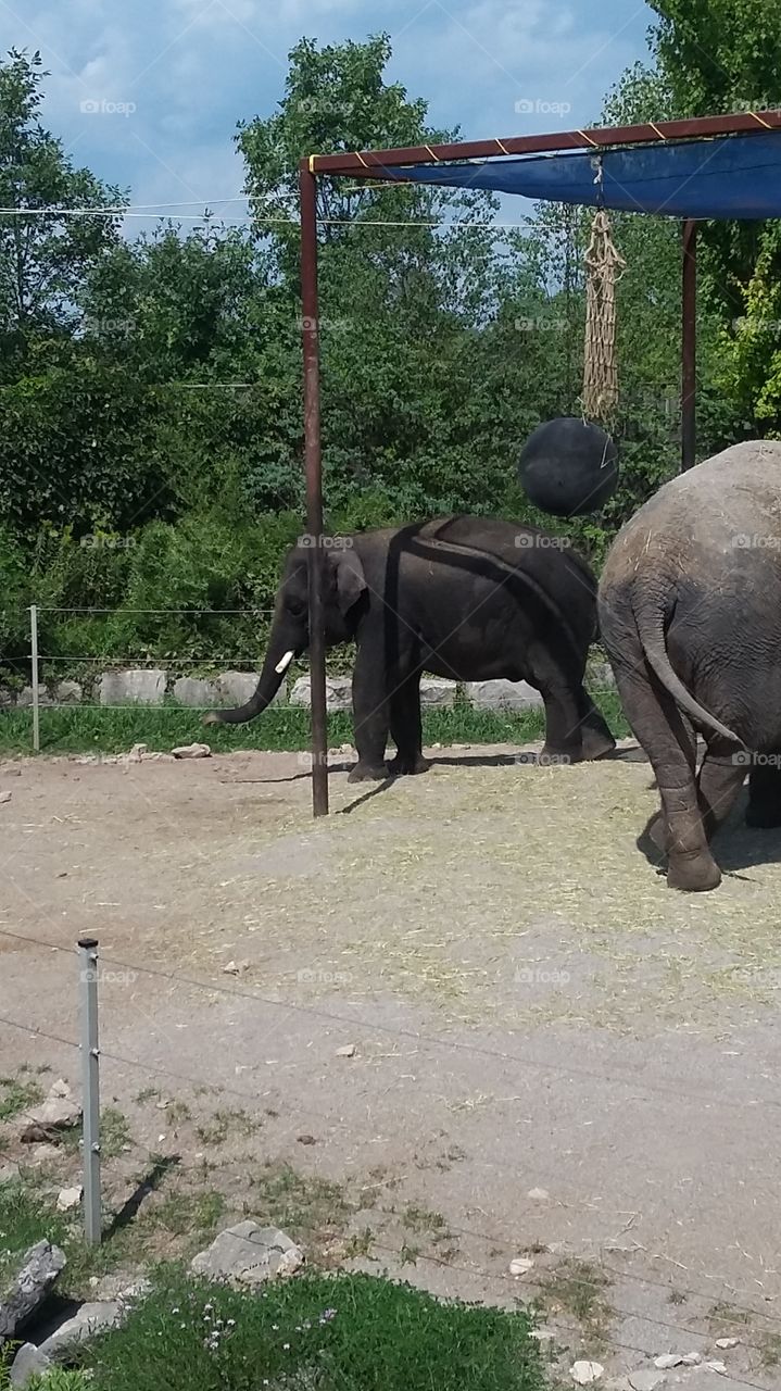 elephant