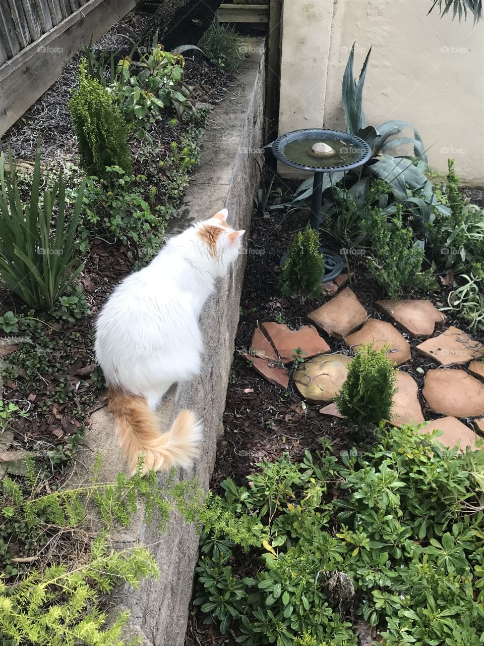 White cat on stone wall by bird bath