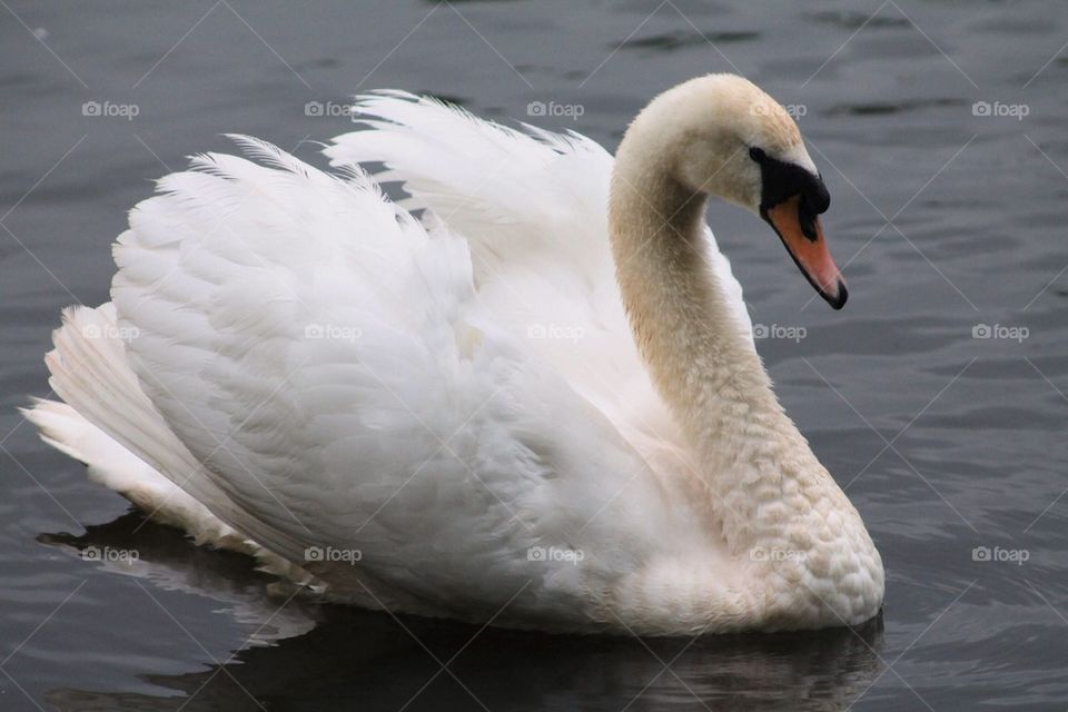 swan