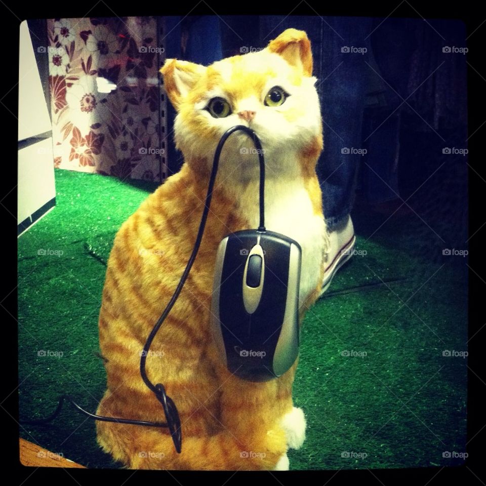 Cat with a mouse