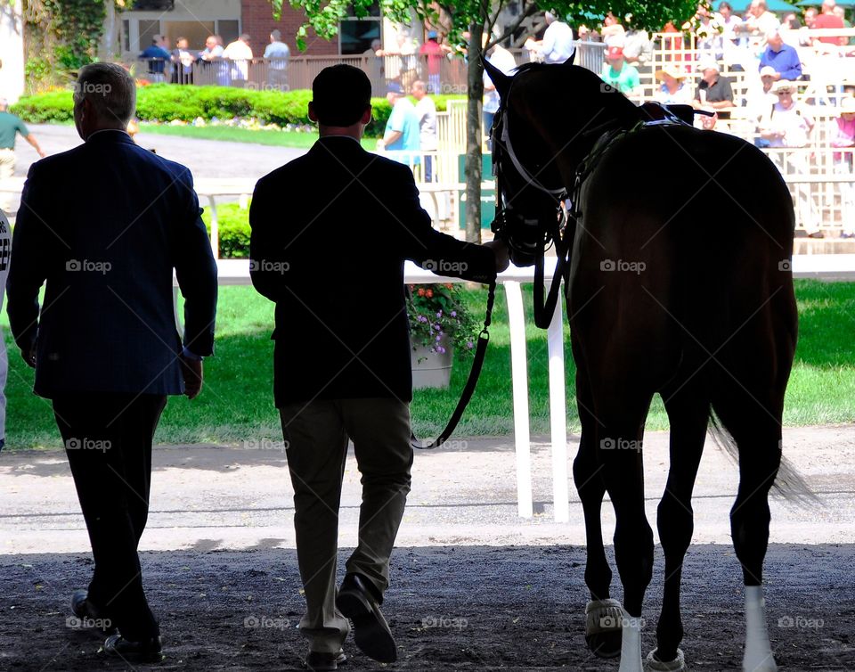 Gala Award. Stakes winning turf horse, the bay Gala Award being saddled in the Belmont stall by trainer Todd Pletcher. 